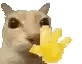 hello.cat